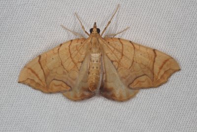 Hodges#7196/7 *  Eulithis sp.