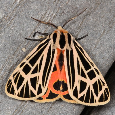 Hodges#8197 * Virgin Tiger Moth * Grammia virgo