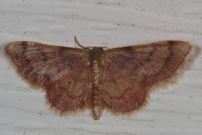 Hodges#7114 * Red-Bordered Wave Moth * Idaea demissaria