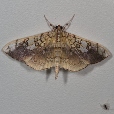 Hodges#5241 * Basswood Leafroller Moth *  Pantographa limata