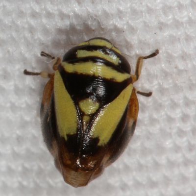 Clastopteridae : Clastopterid Spittlebugs