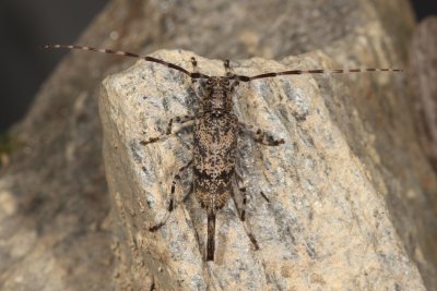 Graphisurus fasciatus  ♀
