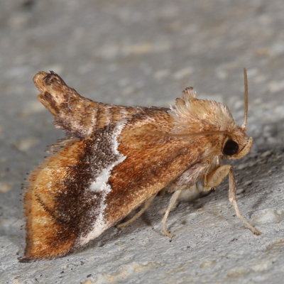 Hodges#4665 * Yellow-shouldered Slug Moth * Lithacodes fasciola 