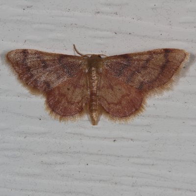 Hodges#7114 - Red-Bordered Wave Moth * Idaea demissaria 