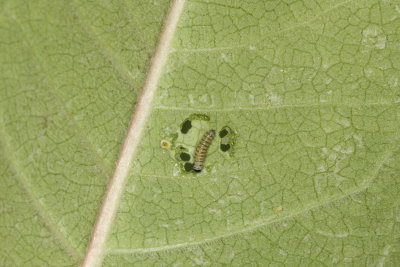 Monarch Caterpillar - 1st instar