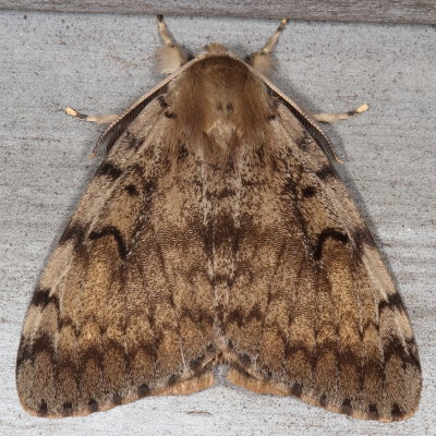 Hodges#8318 * Gypsy Moth ♂ * Lymantria dispar