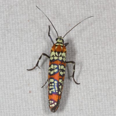 Hodges#2401 * Ailanthus Webworm Moth * Atteva punctella