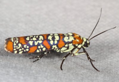 Hodges#2401 * Ailanthus Webworm Moth * Atteva punctella