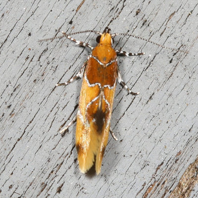 Hodges#1046 * Orange-headed Epicallima Moth * Epicallima argenticinctella