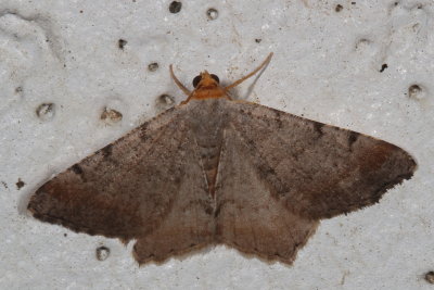 Hodges#6340 * Minor Angle Moth * Macaria minorata