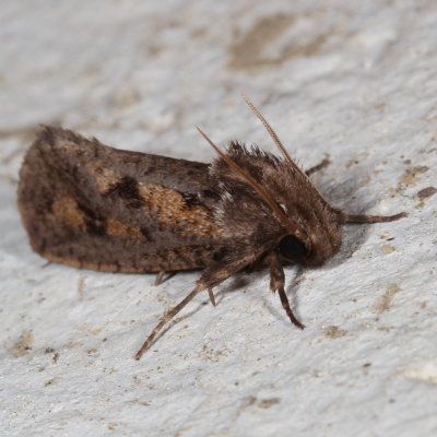 Hodges#0373  * Clemens' Grass Tubeworm Moth * Acrolophus popeanella