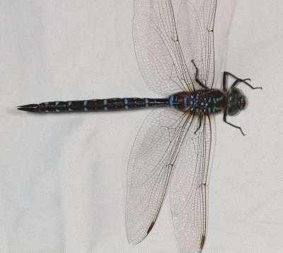 Shadow Darner