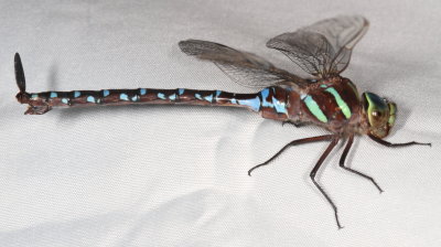 Shadow Darner