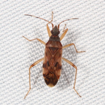 Rhyparochromidae : Dirt-colored Seed Bugs