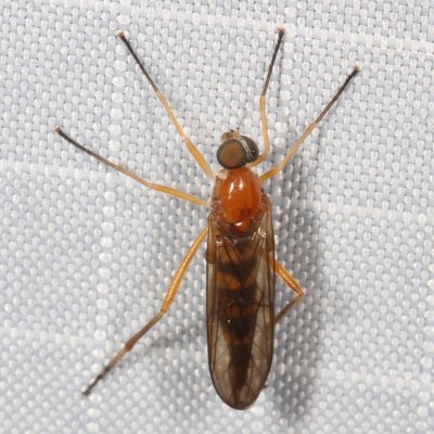 Xylophagidae : Awl-flies