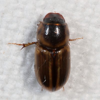 Aphodius pseudolividus