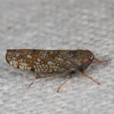 Japanese Leafhopper