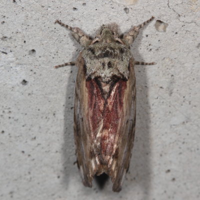 Hodges#8010 * Red-humped Caterpillar Moth * Schizura concinna