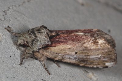 Hodges#8010 * Red-humped Caterpillar Moth * Schizura concinna