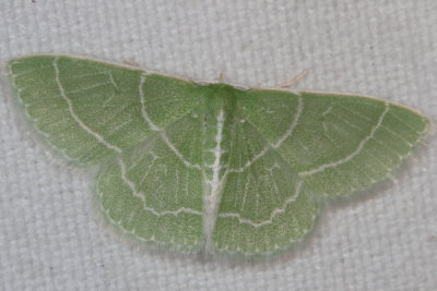 Hodges#7058 * Wavy-lined Emerald Moth * Synchlora aerata 