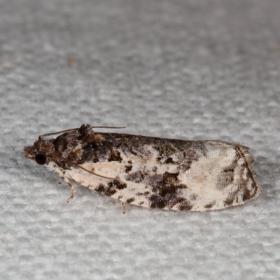 Hodges#2763 * Apotomis albeolana