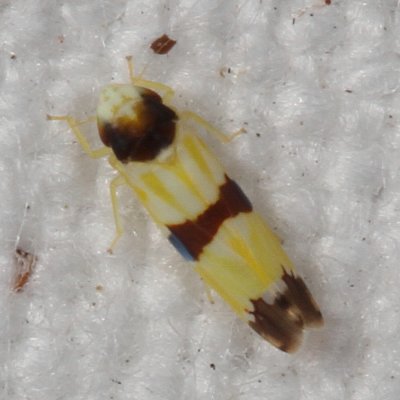 Erythroneura tricincta * Three-banded leafhopper