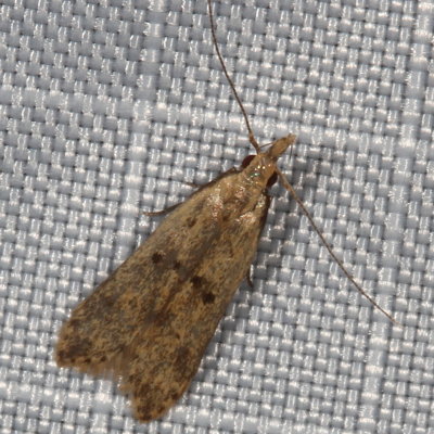 Hodges#2288 * Many-spotted Dichomeris * Dichomeris punctipennella