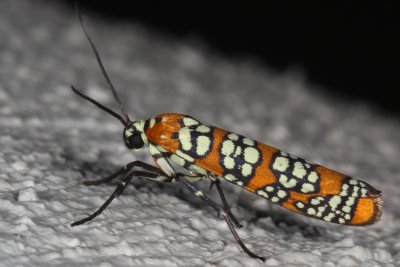 2312-2512 : Copromorphoidea-Yponometoidea