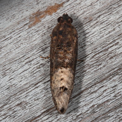 Hodges#3497 * Locust Twig Borer Moth * Ecdytolopha insiticiana 