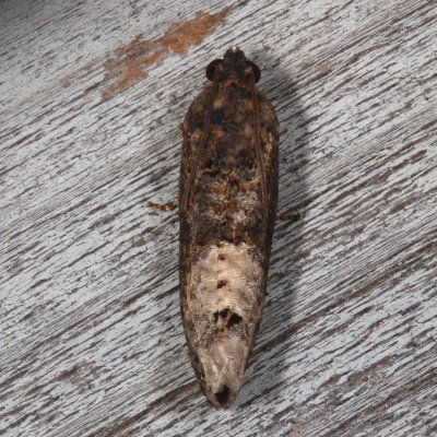 Hodges#3497 * Locust Twig Borer Moth * Ecdytolopha insiticiana