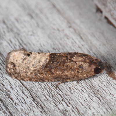 Hodges#3497 * Locust Twig Borer Moth * Ecdytolopha insiticiana
