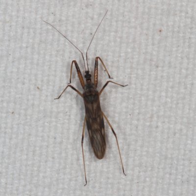 Metatropiphorus belfragii