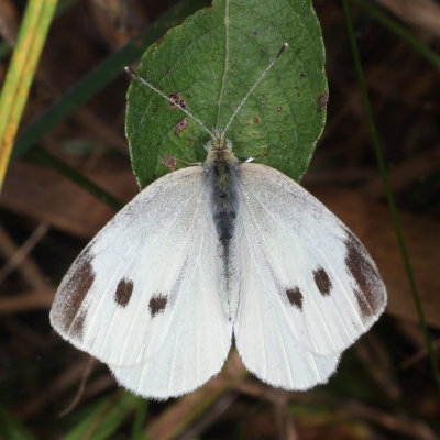 Cabbage White ♀