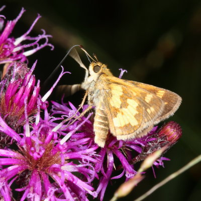 Pecks Skipper