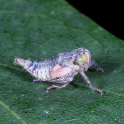 Jikradia olitoria nymph