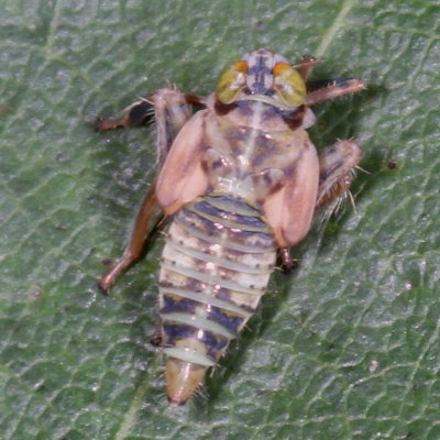 Jikradia olitoria nymph