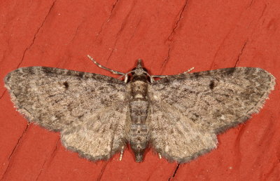 Hodges#7488 - Eupithecia tripunctaria