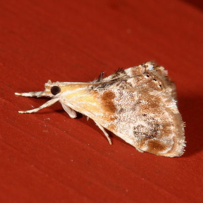 Hodges#4889 *Julia's Dicymolomia Moth * Dicymolomia julianalis