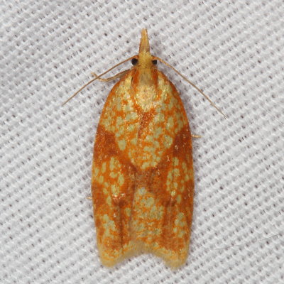 Tortricidea Moths : 2701-3863