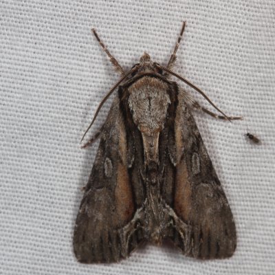 Hodges#9578 * Common Hyppa * Hyppa xylinoides