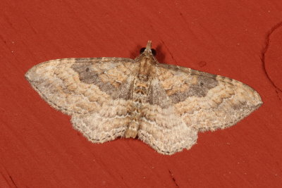 Hodges#7414 * The Gem ♂ * Orthonama obstipata