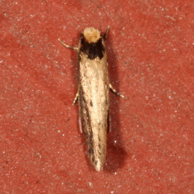 Hodges#0392 * Tinea apicimaculella