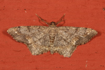 Hodges#6654 * One-spotted Variant * Hypagyrtis unipunctata