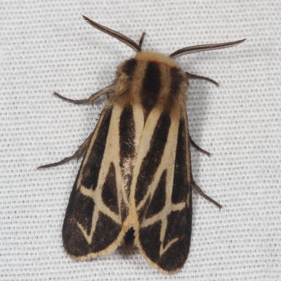 Hodges#8171.1 * Carlotta's Tiger Moth * Apantesis carlotta