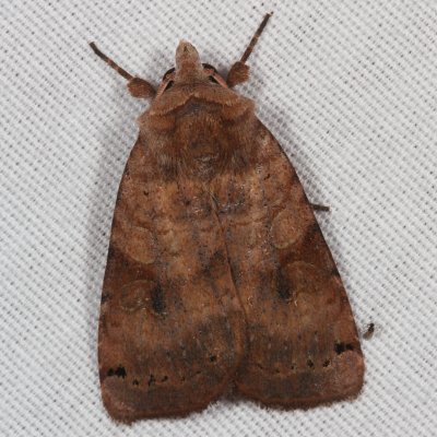 Hodges#10944 * Smith's Dart * Xestia smithii