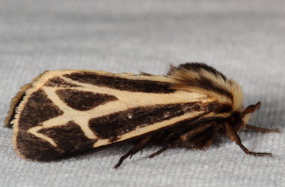 Hodges#8171.1 * Carlotta's Tiger Moth * Apantesis carlotta
