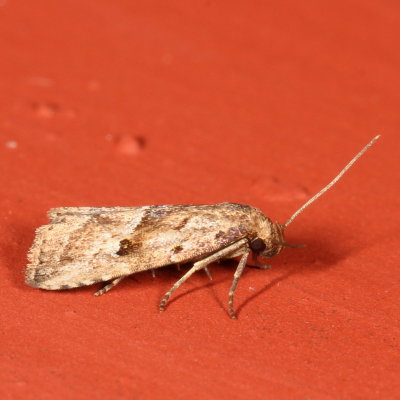 Hodges#8420 * Large Hypenodes Moth - Hypenodes caducus