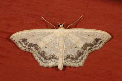 Hodges#7159 * Large Lace-border * Scopula limboundata