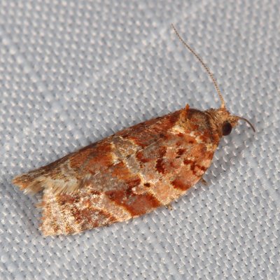 Hodges#3603 * Lodgepole Needletier Moth * Argyrotaenia tabulana
