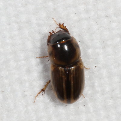 Aphodiinae : Aphodiine Dung Beetles